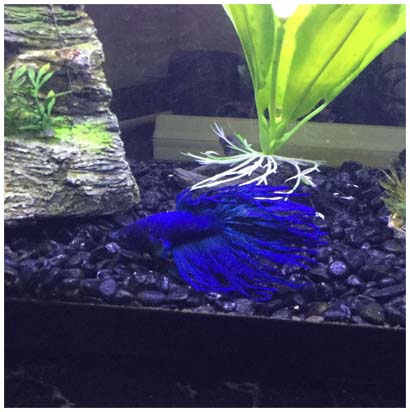 My Siamese fighting fish called Ian